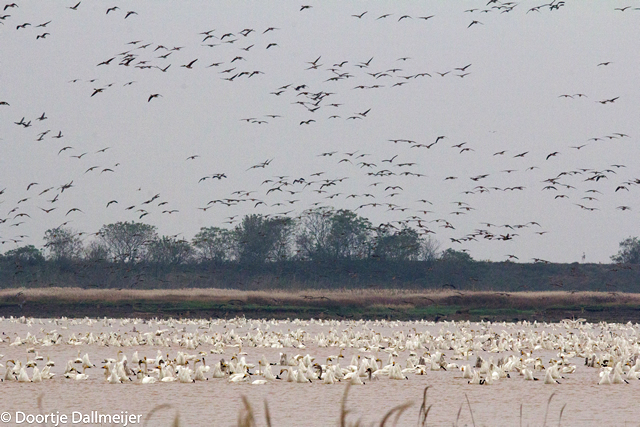 Tundra swans feeding on Vallisneria in Poyang Lake and Eastern Tundra Bean Geese in the air